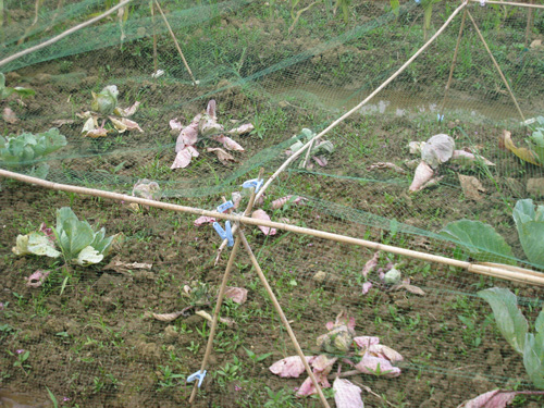 20100414_kyabetsu1