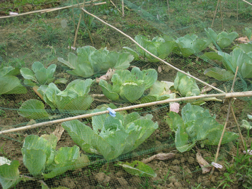 20100414_kyabetsu2