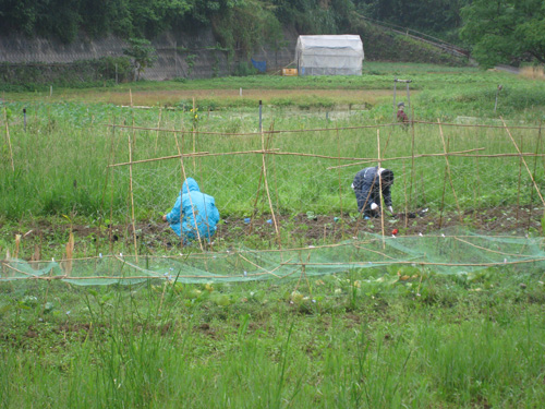 雨の日でも畑仕事をがんばる２人