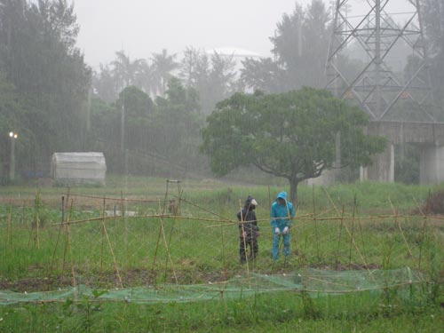雨の日が続きます