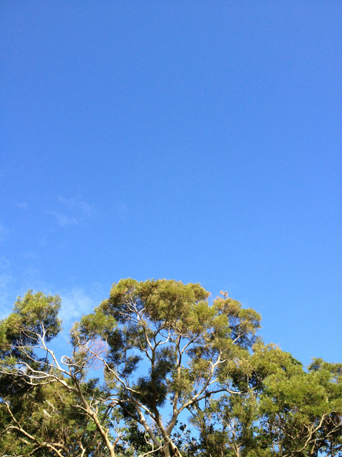 秋晴れの空