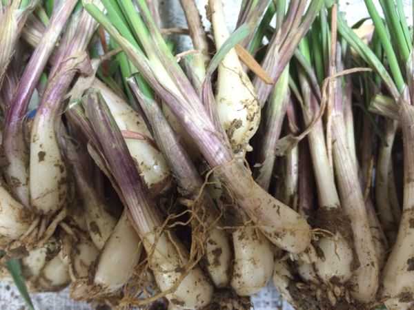 島らっきょうの天ぷら 沖縄で週末農業を楽しみ、半農生活を目指す農業ブログのサンナナファーム